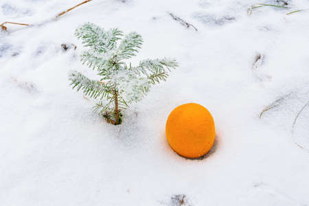 Orange and small green snow-covered tree and winter forest. Christmas and New Year concept.の写真素材