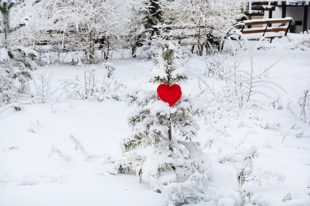 Red heart - a valentine hanging on a small Christmas tree on a frosty winter day.の写真素材