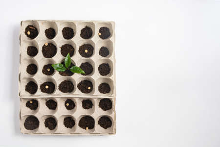 Plant seeds are planted in the cells of the seedling container. Flat lay.の写真素材