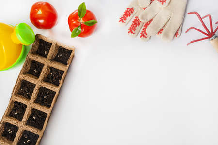 Planting tomato seeds in peat containers in early spring. There is a place for the text. Flat lay.