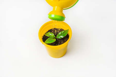 A plant in a yellow pot watered from a watering can on a white background.の写真素材