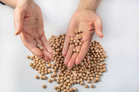 Elderly woman's hands are sorting garbanzo beans on a white background. Isolated.の写真素材