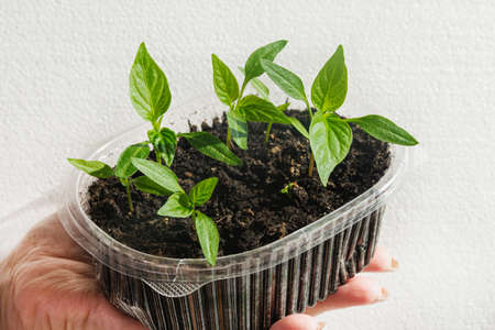 A woman holds a plastic container with small sprouts of pepper. Seedlings for spring gardening. Isolated.の写真素材