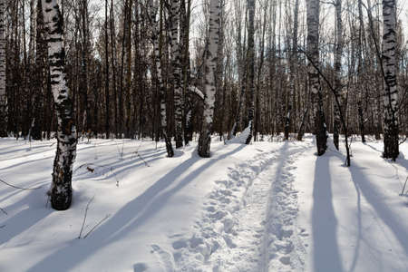 A path trodden in the snow in a birch forest. Winter weekend concept. Walk in the park.の写真素材