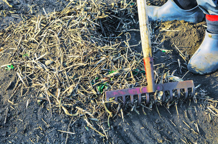 A gardener in rubber shoes rakes dry grass with a rake. Spring work in the garden. Preparing soil for new plants.の写真素材