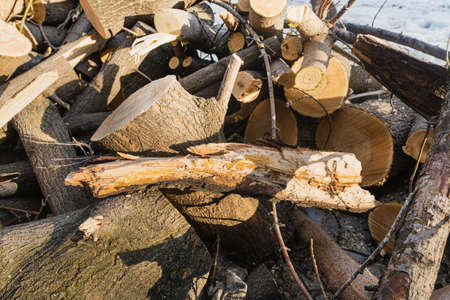 Sawed tree trunks. Sanitary cutting of old trees is carried out in cities. Annual rings are visible...