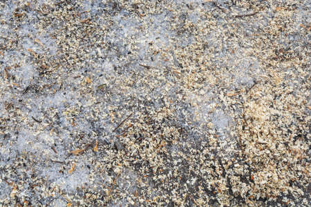 Small shavings from sawn trees lie in the snow. Old trees are being cut down in cities.の写真素材