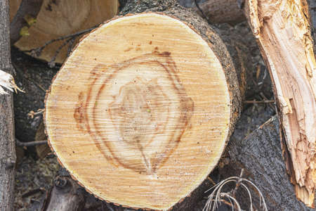 Fresh cut of a sawn trunk of an old tree. Annual rings are visible on the cut. Old trees are cut in...