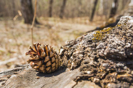 A pine cone lies on an old tree stump in the forest. A pine cone lies on an old wooden surface in the park. Spring or summer day.の写真素材