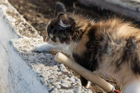 A young tricolor fluffy kitten walks through the beds in the garden outdoors. Adorable white-red, black cat.の写真素材