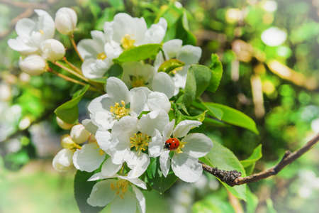 A ladybug sits on a blossoming branch of an apple tree. The apple tree blooms in spring with white...