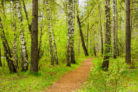 A path in a birch grove. In summer, a path runs through the birch trees in the park.の写真素材