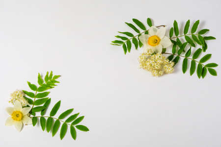 Composition from yellow-pale daffodils, lilacs and rowan flowers on a white background. Festive background for congratulations. Copy space.の写真素材
