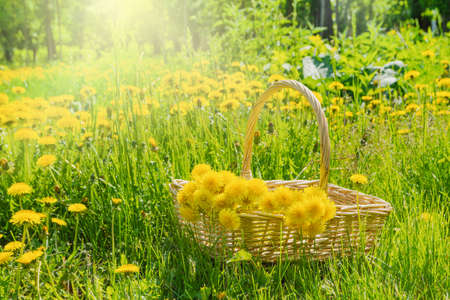Bouquet of yellow dandelions in a wicker basket on the lawn. There is a basket with a summer bouquet in a sunny meadow.の写真素材