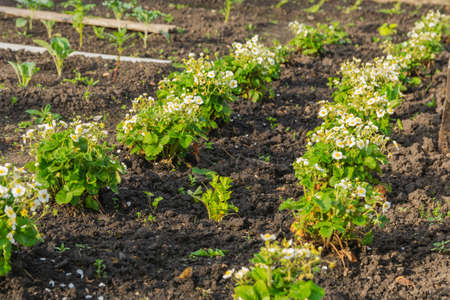 Rows of flowering bushes of strawberries in the garden. Strawberries bloom with white flowers in spring or summerの写真素材