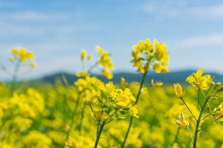 Flowers of oilseed plant rapeseed on a background of blue sky. Plant seeds for the oil industry and...