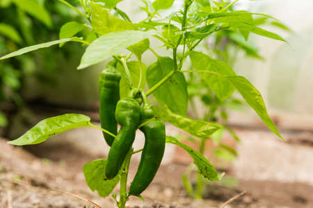Pepper sprout with small green chili peppers outdoors. Growing vegetables in the garden. Home hobbyの写真素材