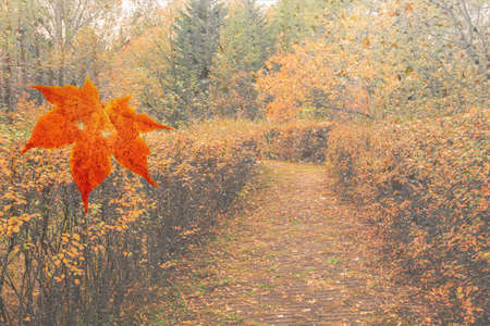 Autumn landscape. Red maple leaf falls to the ground in the park in autumn, it is raining