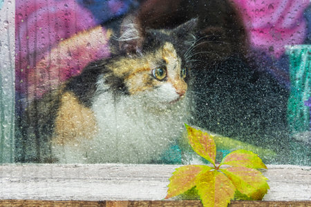 A yellow-brown cat sits outside the window of a rural house. It's raining outdoors.の写真素材