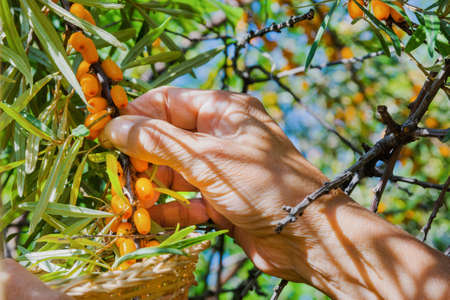 Elderly woman picks sea buckthorn berries in summer.の写真素材