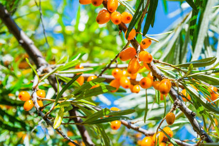 Ripe sea buckthorn berries on a background of blue sky.