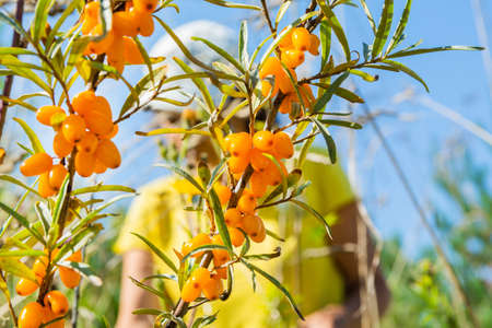 A woman collects fresh sea buckthorn in the summer in the forest.