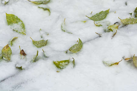Green fallen leaves lie on the sidewalk under the snow.の写真素材