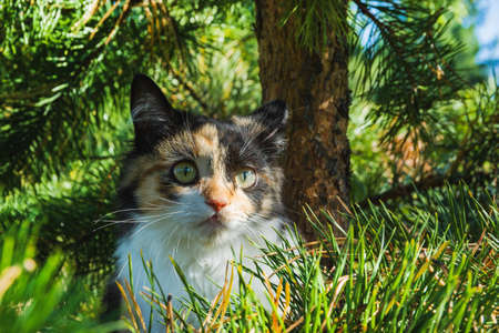 A yellow-and-white kitten sits on a Christmas tree.