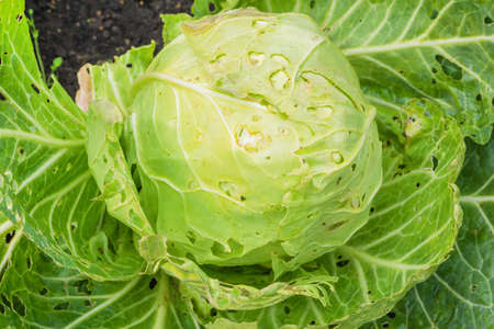 Holes in cabbage leaves from caterpillars. White cabbage damaged by a caterpillar.の写真素材