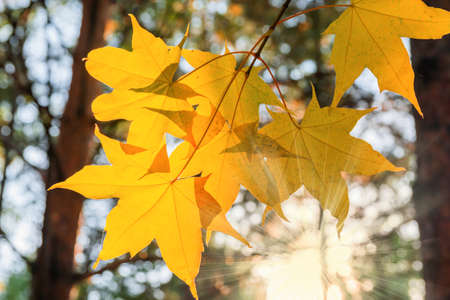 Yellowed maple leaves against a sunny color.