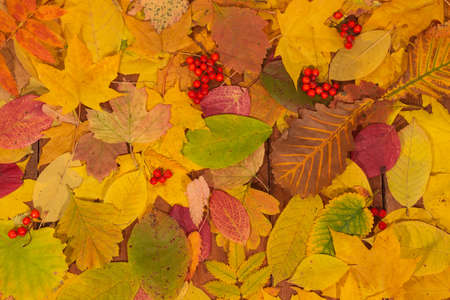 Multi-colored fallen autumn leaves as a background.