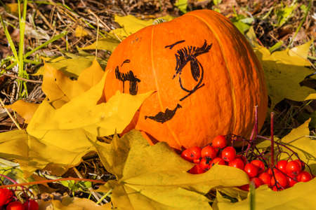 Ripe pumpkin with a woman's face on the background of autumn fallen maple leaves.の写真素材
