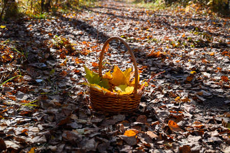 Basket with yellow maple leaves in the autumn forest. Autumn concept.の写真素材