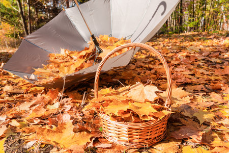 Umbrella and basket full of yellow maple leaves in the autumn park. Orange leaves fall from trees in the park in autumn.の写真素材