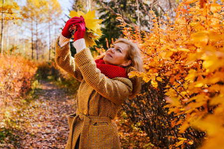 Portrait of a woman 40 years old with maple leaves on the alley in the autumn park. Autumn concept.の写真素材