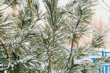 Fir branches covered with snow. The fir has long green needles.の写真素材