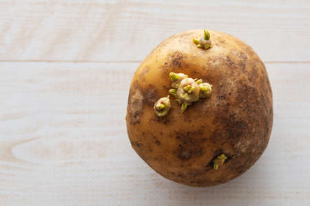 Potato sprouts. One large sprouted potato with sprouts.の写真素材
