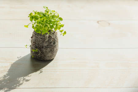 Lobelia flower seedling grown in a peat tablet. gardening concept.の写真素材