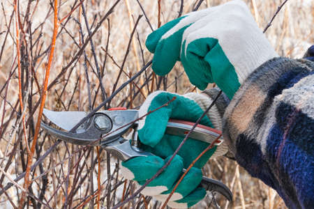A woman in the garden cuts the branches of fruit trees with a vintage pruner. gardening concept.