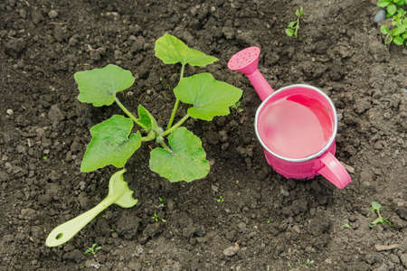 In summer, the pumpkin in the garden in the garden needs weeding and watering. Zucchini in the...