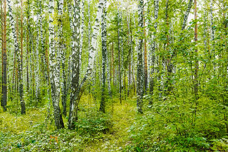 Fragment of dense birch grove and forest in summer or spring.