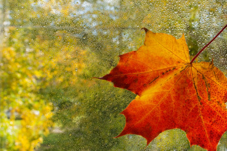There is a large beautiful maple leaf on the glass with raindrops. Outside the window are trees with...