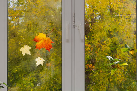 Maple leaves are on the window glass with raindrops. Outside the window are trees with yellow...