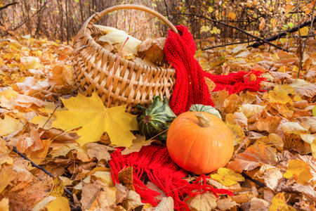 A pumpkin, a red scarf, a basket and a maple leaf make up a composition in the autumn forest.の写真素材