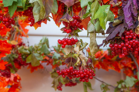 Autumn decoration: red viburnum berries and wilted maple leaves.の写真素材