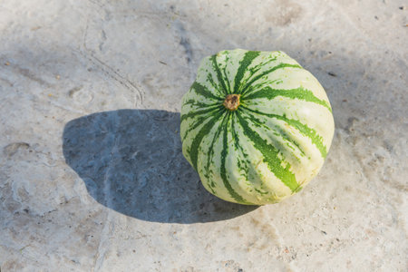 Green decorative pumpkin on a gray background with shadow. Autumn harvest.の写真素材