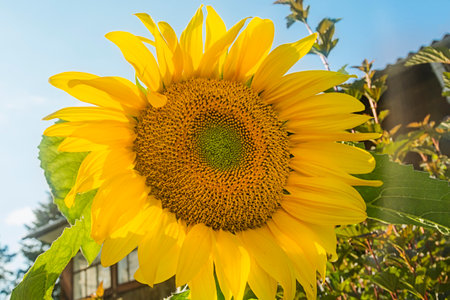 Large sunflower flower in the garden in summer against the sky.の写真素材