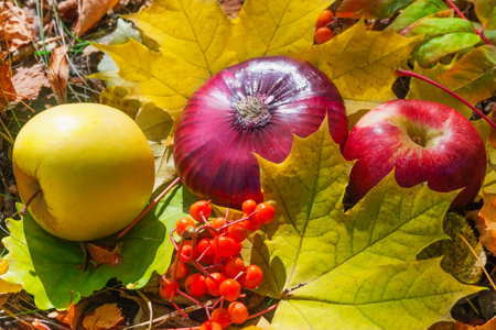 Autumn still life - colorful apples, onions and rowan berries on yellow maple leaves. Decoration of...