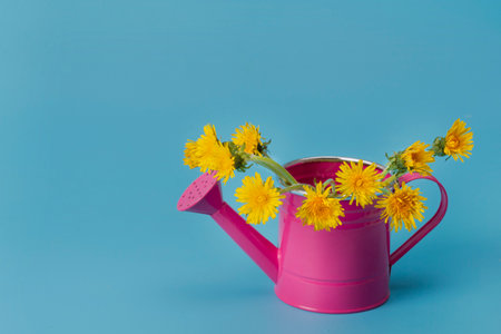 A bouquet of yellow dandelions decorates a miniature pink watering can, gracefully standing on a blue background. Copy space.の写真素材