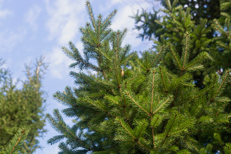 Spruce branches with green needles. Close up. A fragment of a green spruce tree in a forest against...